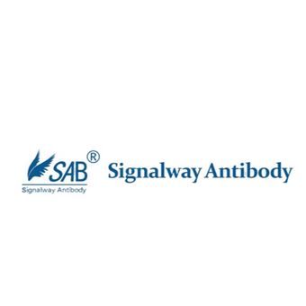 Signalway Antibody����