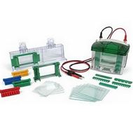 电泳仪1658001伯乐1658001垂直电泳槽