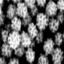 介孔铂纳米颗粒