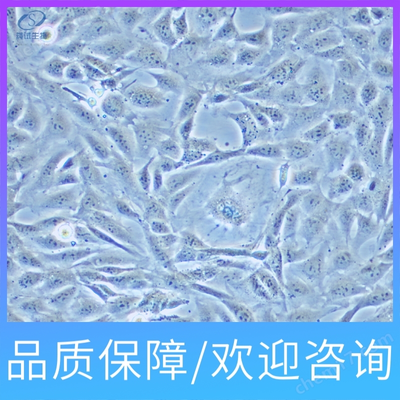 大黃魚腎細胞；PCK