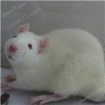 高脂飲食誘導(dǎo)大鼠動(dòng)脈粥樣硬化模型