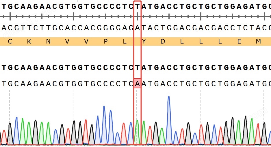 ESR1Y537N(Homozygous,AF%:100) Isogenic MCF7