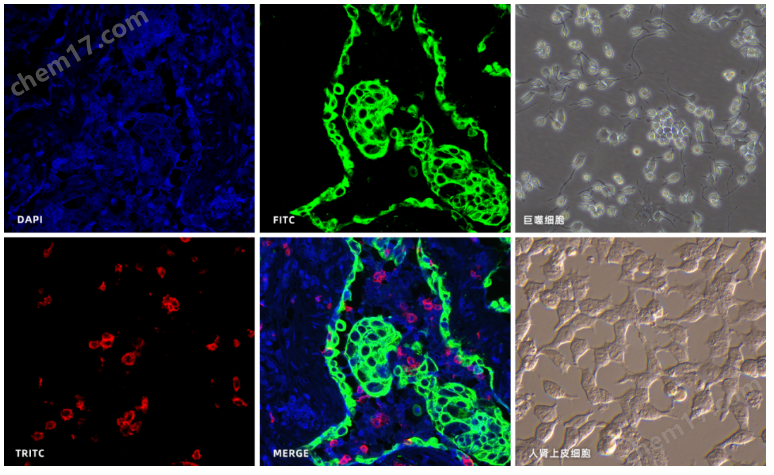 研究級倒置顯微鏡