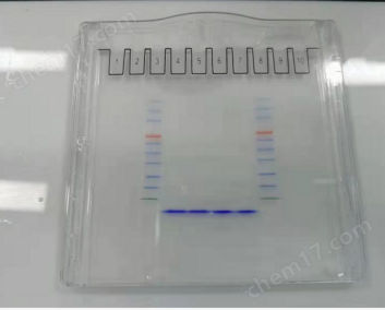 Precast Protein Plus Gel, 12%, 10 wells, Hepes-Tris