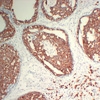 C1D rabbit pAb