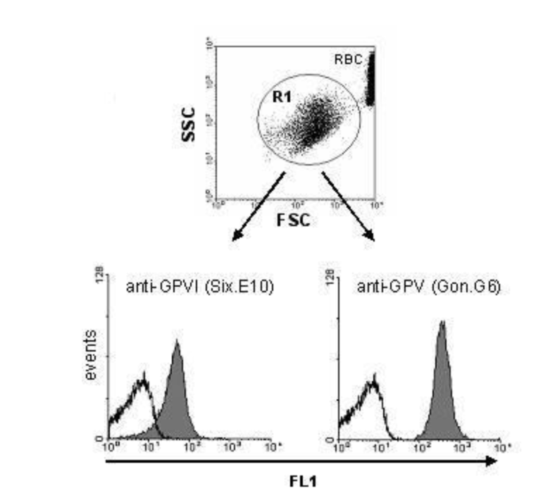 德國emfret生物公司血管相關研究用抗體技術方案解析