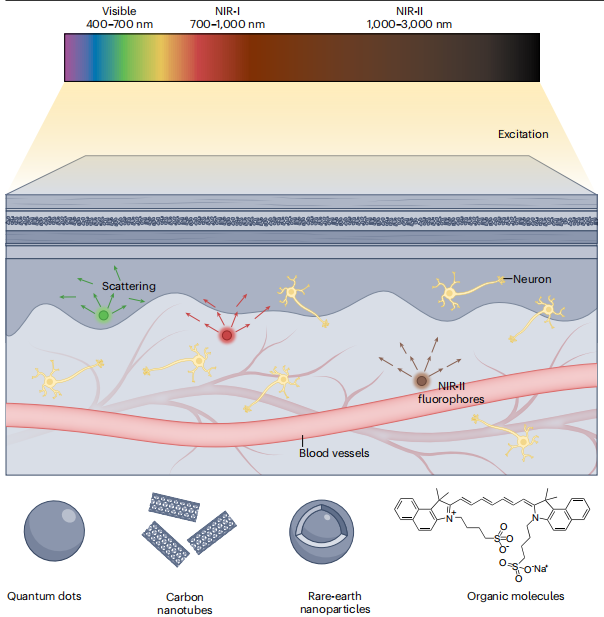 近紅外熒光成像顯微鏡應(yīng)用