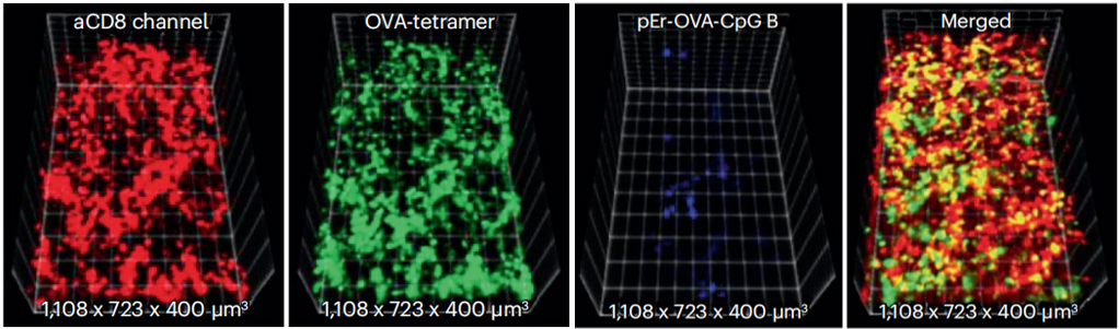 近紅外熒光成像顯微鏡應(yīng)用