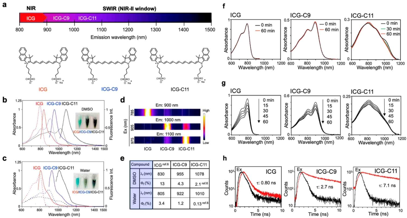 近紅外熒光成像顯微鏡應(yīng)用