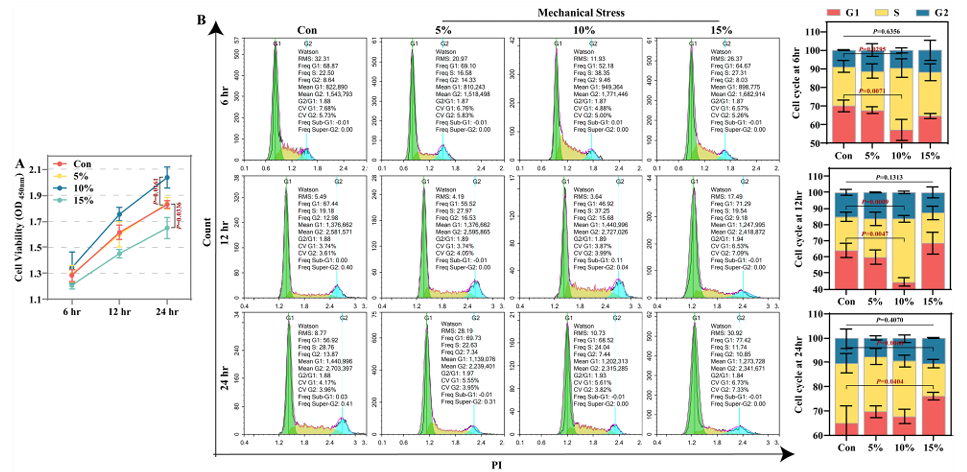 机械应力经激活BDKRB1-ERK轴促进钙内流和肺泡上皮细胞的生长