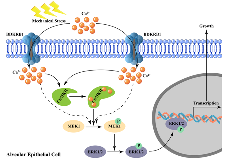机械应力经激活BDKRB1-ERK轴促进钙内流和肺泡上皮细胞的生长