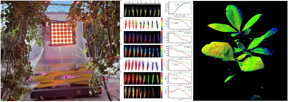 叶绿素荧光成像农学领域应用——作物篇