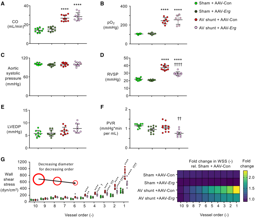 高剪切应力降低 ERG，导致内皮细胞间充质转化和肺动脉高压