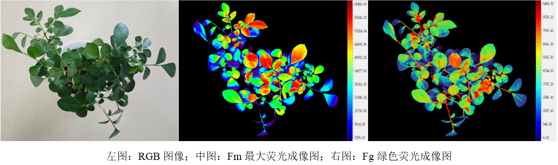 國產(chǎn)科研設(shè)備賦能農(nóng)業(yè)創(chuàng)新!易科泰表型系統(tǒng)落戶山西農(nóng)大