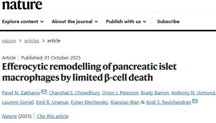 《Nature》:胰島巨噬細(xì)胞吞噬β細(xì)胞來抑制T細(xì)胞介導(dǎo)的自身免疫反應(yīng)