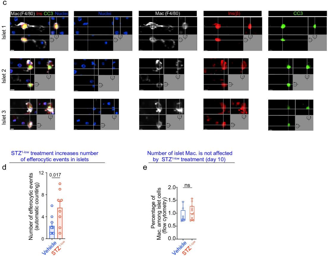 20251001-nature-非清除-data 《Nature》:胰島巨噬細(xì)胞吞噬β細(xì)胞來抑制T細(xì)胞介導(dǎo)的自身免疫反應(yīng)