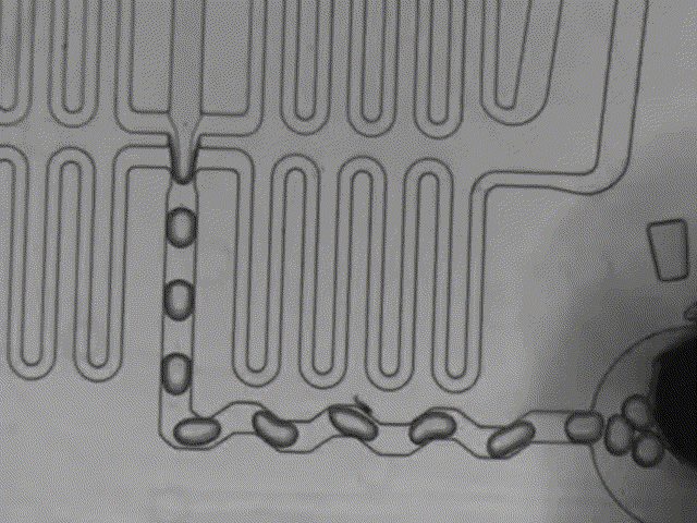 显微课堂 | 如何清晰观测液滴微流控的瞬态过程—高速显微观察系统