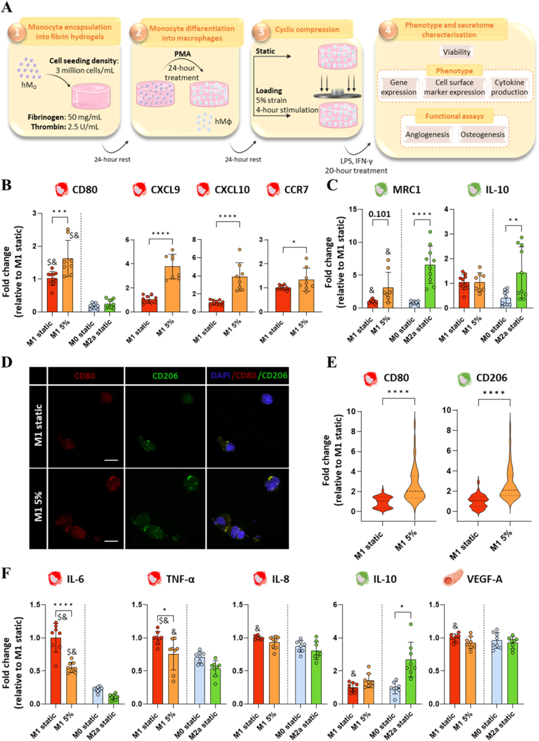 巨噬细胞的机械免疫调节通过调节血管生成和成骨作用影响骨折愈合的再生环境