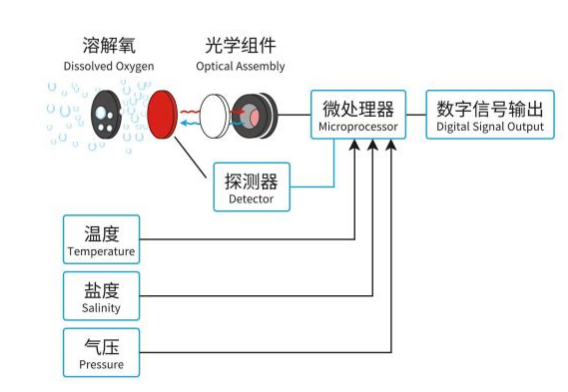 溶解氧传感器的作用:为水产养殖把控增氧时机,助力水体生态稳定与健康