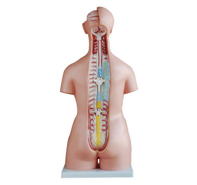 人體軀干模型