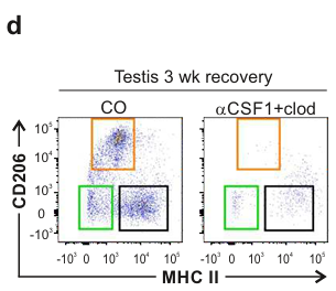 睾丸巨噬细胞Clodronate Liposomes氯膦酸盐脂质体清除文献参考解决方案
