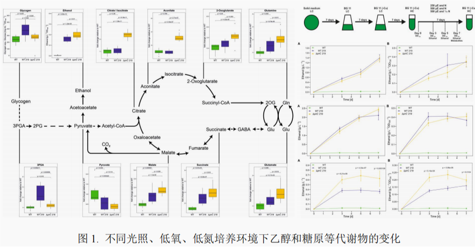 先进藻类培养与在线监测系统落地水生所
