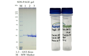 KrasWTunloadedImgWeb-max-150x300.png Aurora Biolabs(美国)代理商 2026授权代理-上海起发