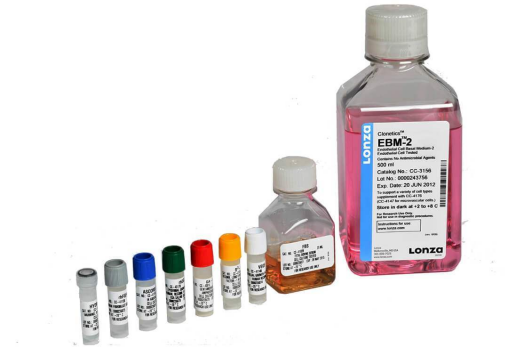 Lonza人原代肝臟細胞、肝臟非實質(zhì)細胞Human Hepatocytes產(chǎn)品介紹