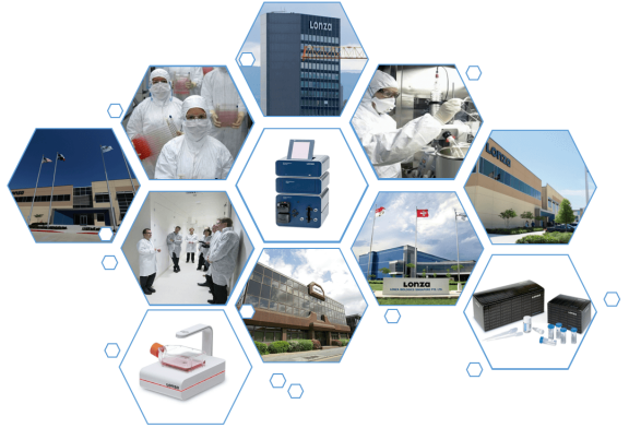 Lonza人原代肝臟細胞、肝臟非實質(zhì)細胞Human Hepatocytes產(chǎn)品介紹