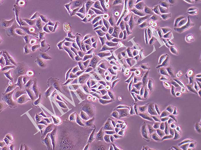 1741248443446572.jpg IMMOCELL厦门逸漠生物代理商 2026授权代理-上海起发