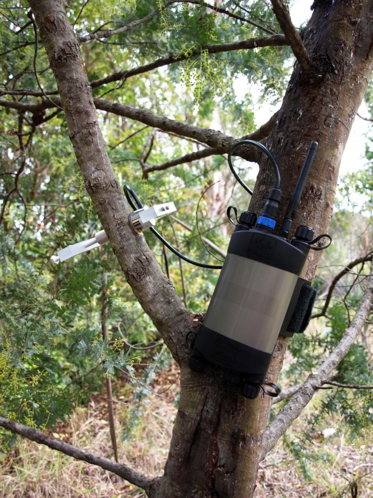 原位茎干水势仪