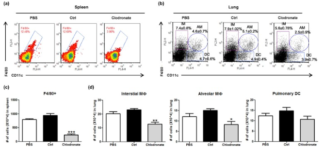 肺部巨噬細胞清除|氯膦酸鹽脂質體Clodronate Liposomes氣管給藥文獻三