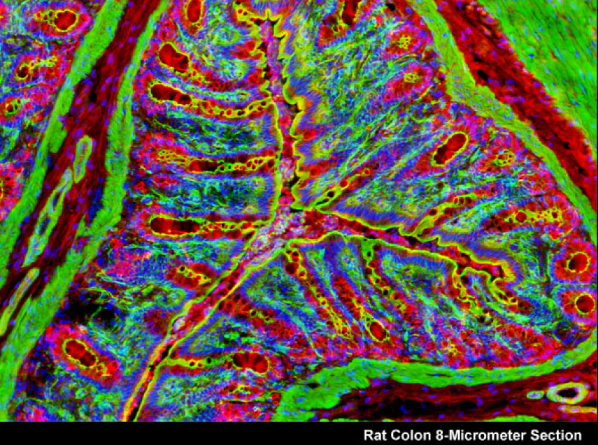 美国Zyagen总代理商 2026授权代理-上海起发