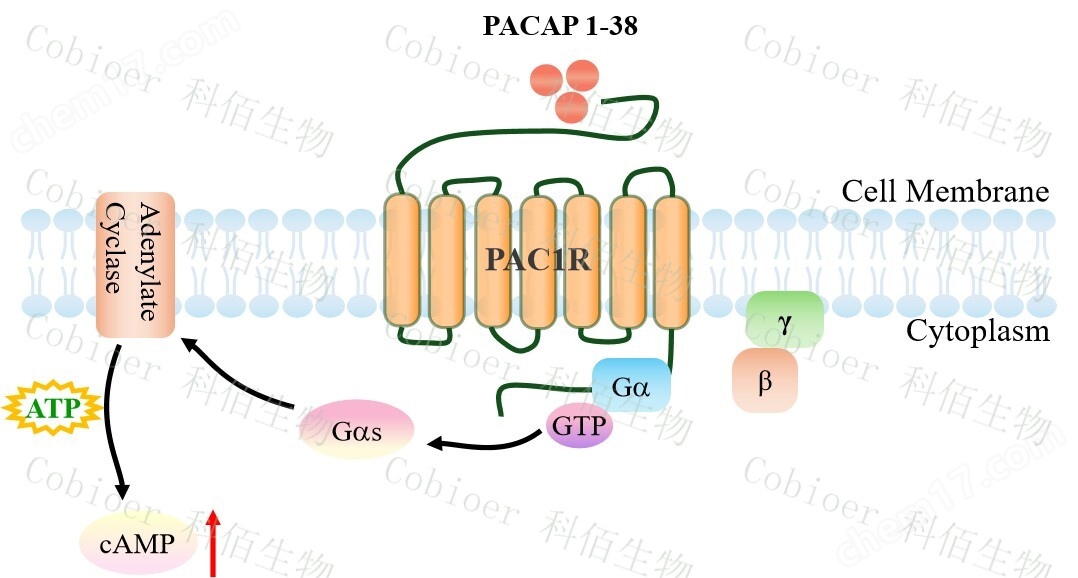 原理-71455.jpg PAC1R/CHO