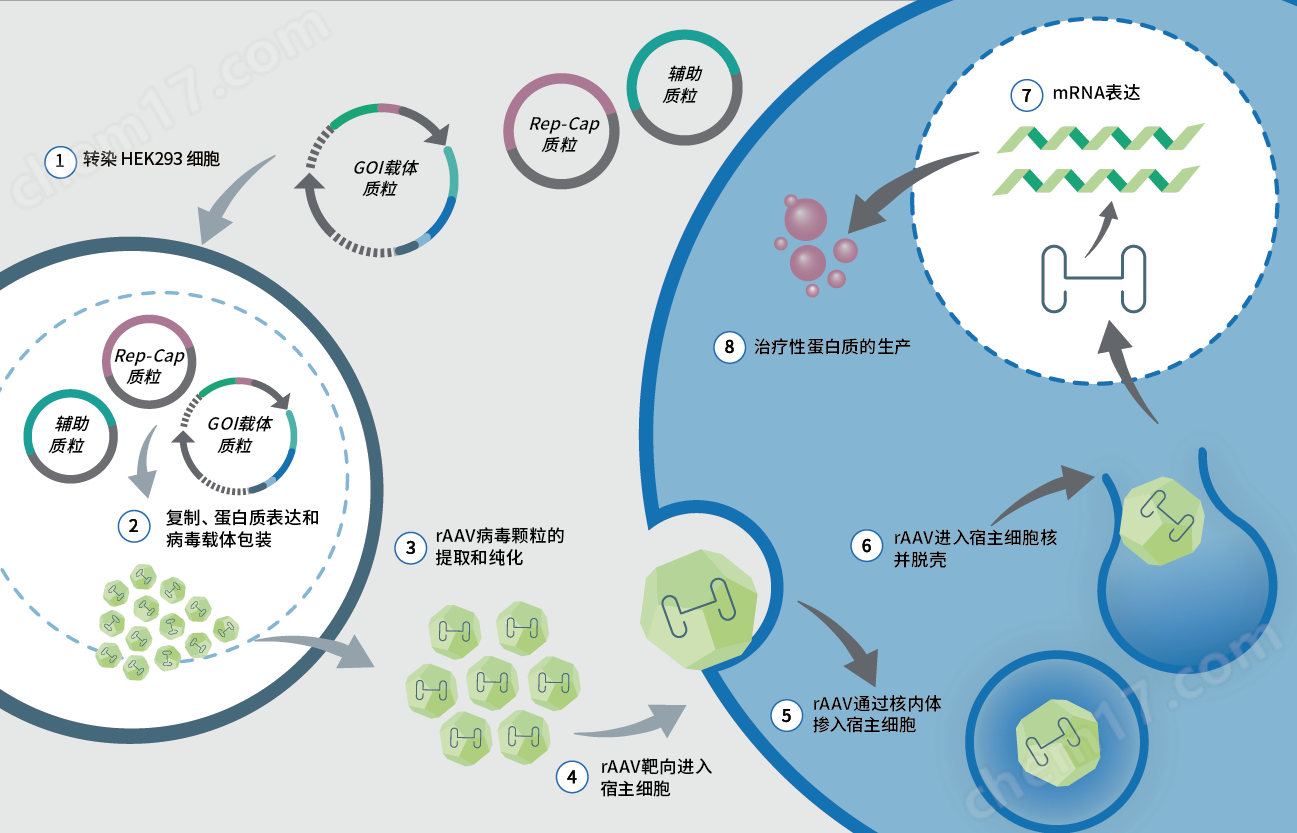 0917520509157369.png BalanCD HEK293 Viral Feed