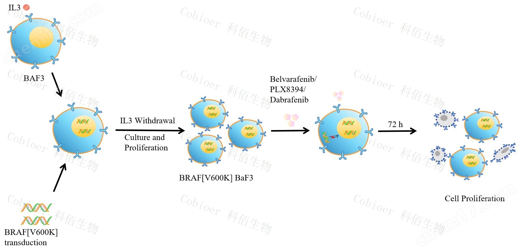 BRAF V600K/BaF3
