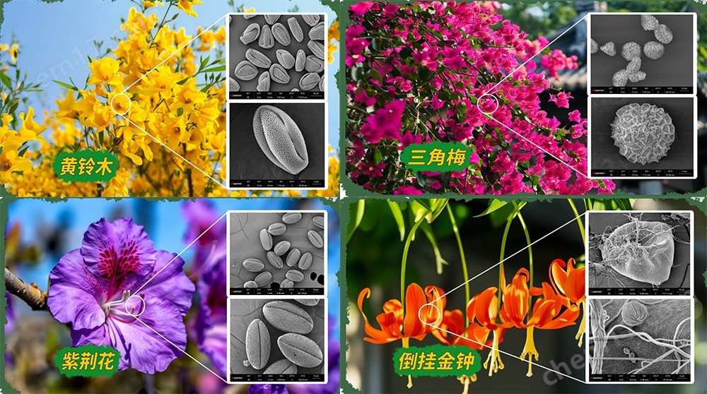 未標(biāo)題-1.jpg 掃描電鏡SEM中圖儀器