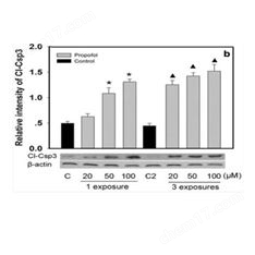 WesternBlot（普通組織總蛋白）