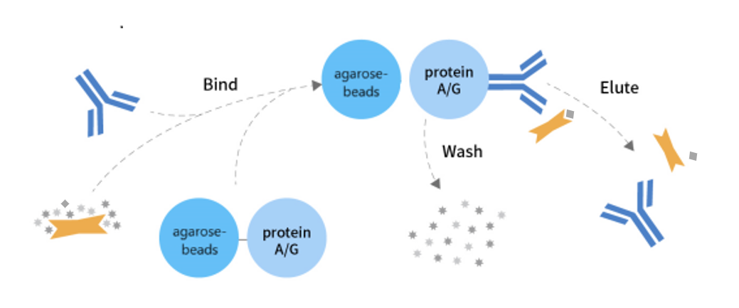 免疫(共)沉淀(IP/CoIP)试剂盒