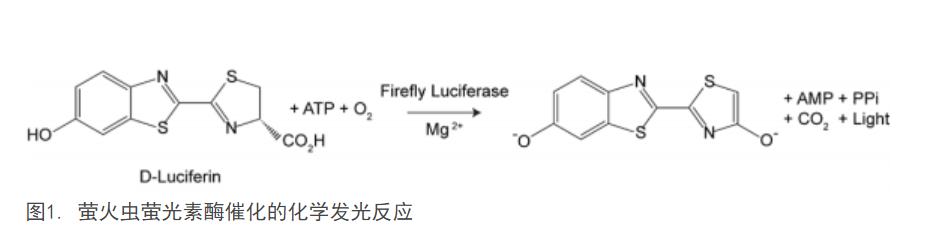 一步法萤火虫荧光素酶报告基因检测试剂盒